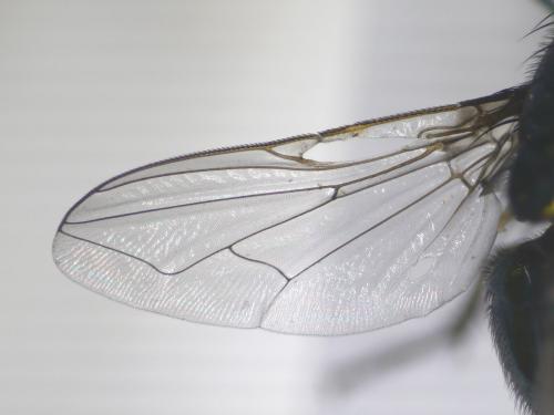 Réf. 184 988 : Neomyia cornicina